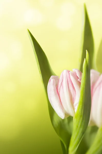Розовый тюльпан при солнечном свете — стоковое фото