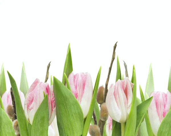 Pink tulips with willow, isolated — Stock Photo, Image
