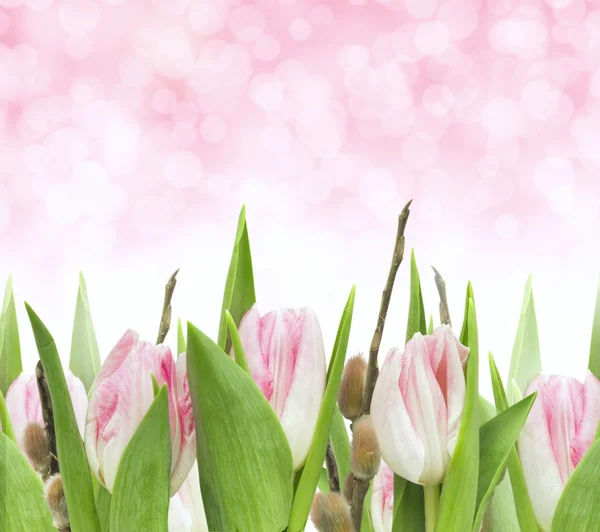 Pink tulips with willow — Stock Photo, Image