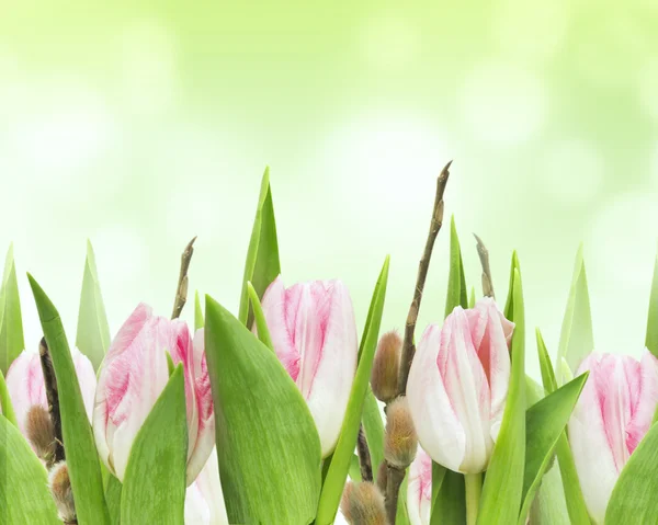 Pink tulips with willow on green background — Stock Photo, Image