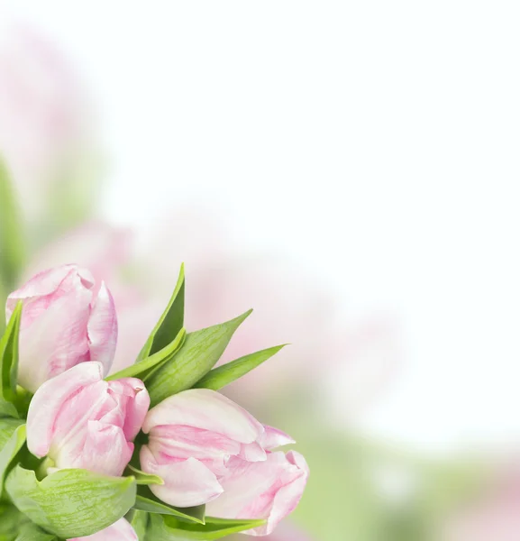 Posy von Tulpen auf weißem Hintergrund — Stockfoto