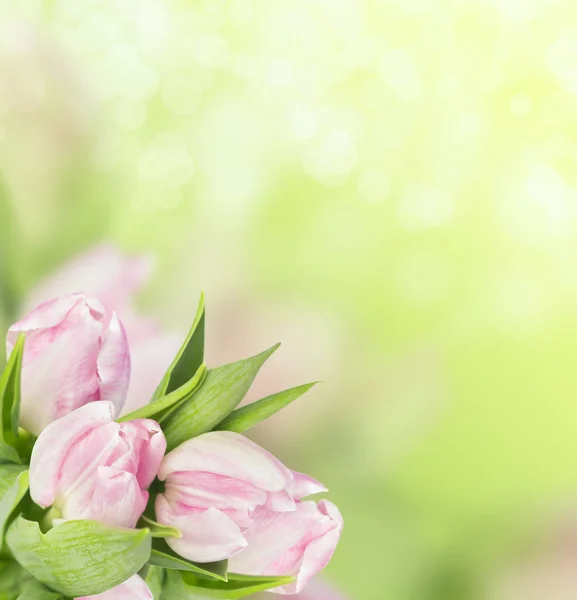 Light pink tulips on spring green background — Stock Photo, Image