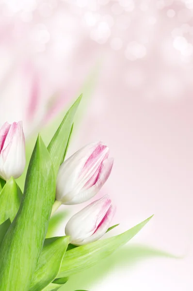 Strauß Tulpen auf rosa Hintergrund — Stockfoto