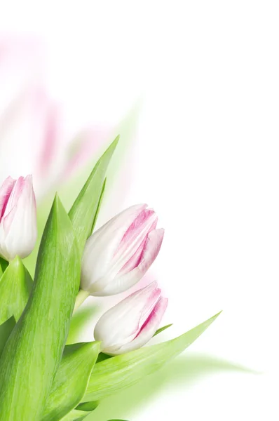 Pink white tulips, white background — Stock Photo, Image