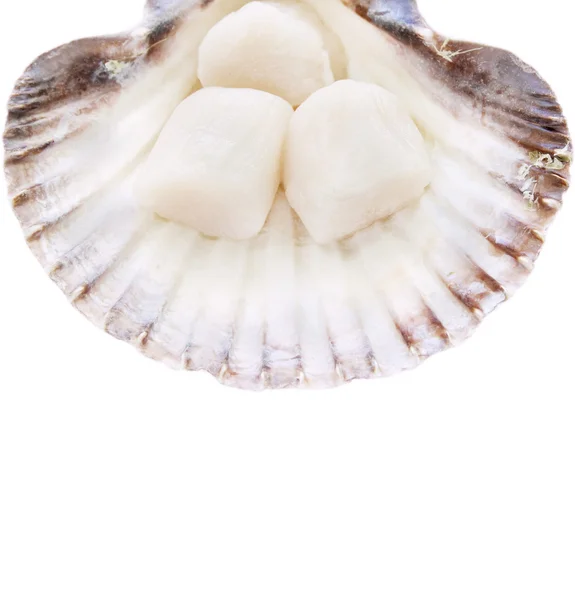 在孤立的壳里，新鲜的干贝 — 图库照片