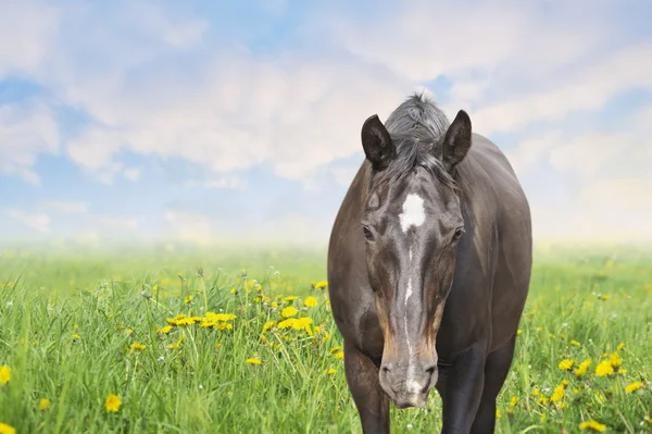 Άλογο καλοκαίρι άνοιξη βοσκότοπους με πικραλίδα — Φωτογραφία Αρχείου