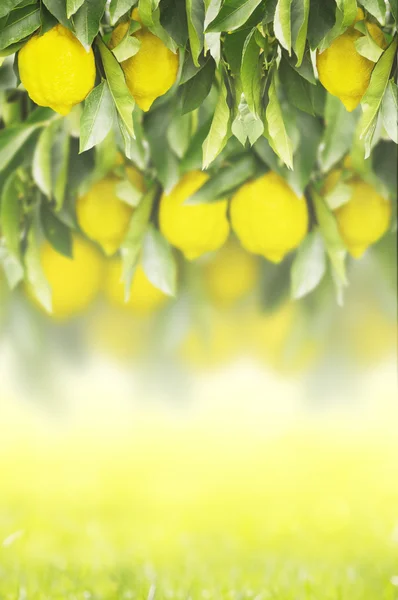 봄 여름 노란색 녹색 배경에 레몬 과일와 지점 — 스톡 사진