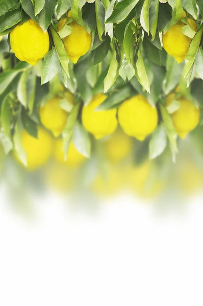 Limón fresco en el limonero con hojas verdes sobre el fondo, aislado —  Fotos de Stock
