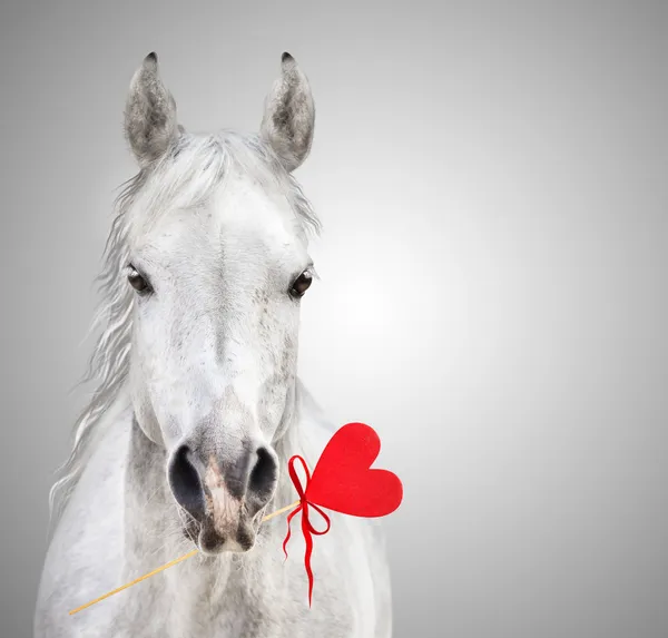 Paard geeft rood hart, grijze achtergrond — Stockfoto