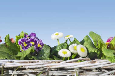 campanula'lar ve papatya beyaz sepet, mavi gök앵 고 데이지 화이트 바구니, 푸른 하늘에