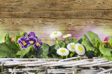 Mavi campanula'lar ve papatyalar duvar eski ahşap arka plan üzerinde