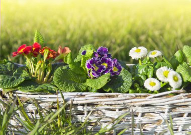 bahar çiçekleri, campanula'lar ve papatyalar çim çimen