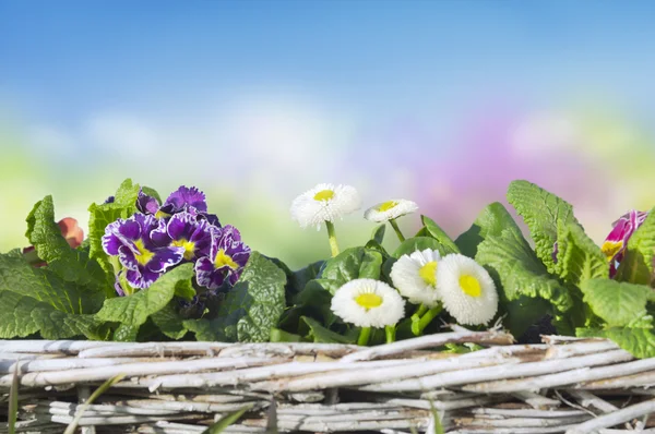Flores de primavera, prímulas, margaritas en canasta sobre fondo de cielo azul —  Fotos de Stock