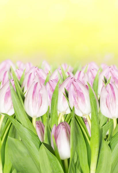 Bloeiende roze tulpen in zonlicht — Stockfoto