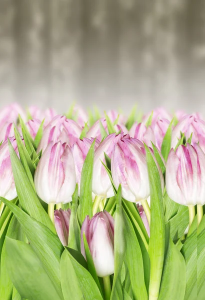 Pink tulips in garden — Stock Photo, Image