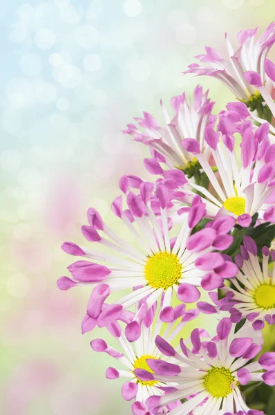 Sedmikrásky kytice, bílé květy s růžovými tipy — Stock fotografie