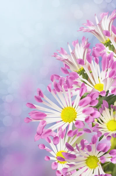 Margaritas flores, pétalos blancos con puntas rosas —  Fotos de Stock