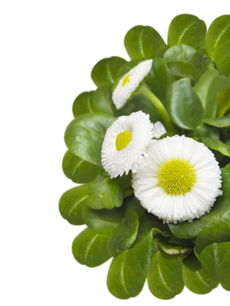 Cute daisy, Bellis perennis, isolated — Stock Photo, Image