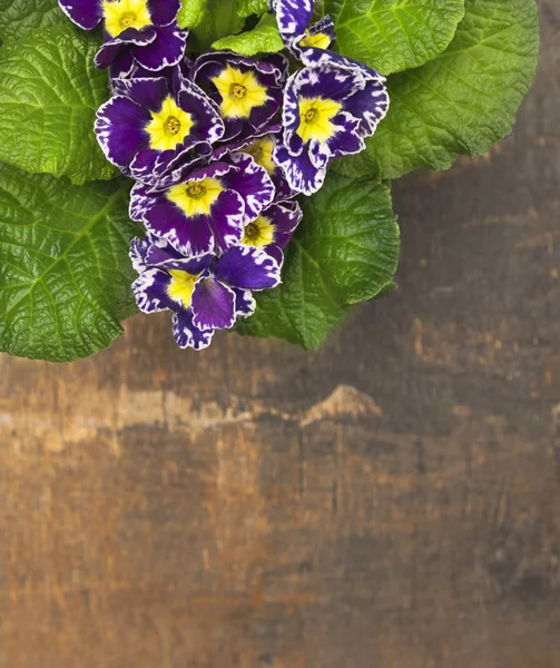 Primula viola su vecchia struttura di compensato — Foto Stock