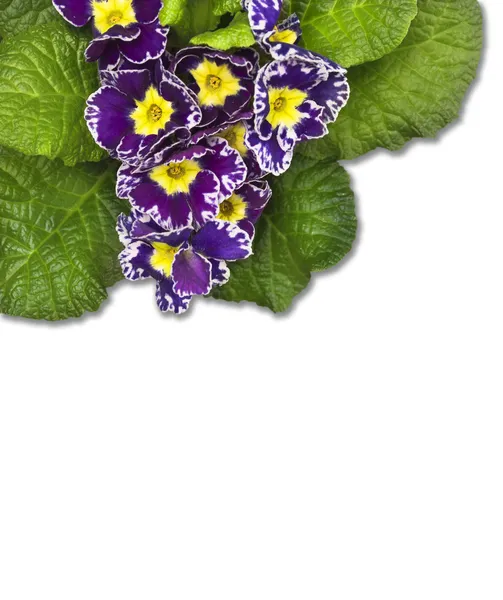 Primula viola, isolata — Foto Stock