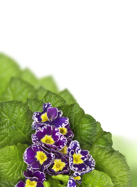 Mooie paarse primrose, hoek, frame, geïsoleerd — Stockfoto