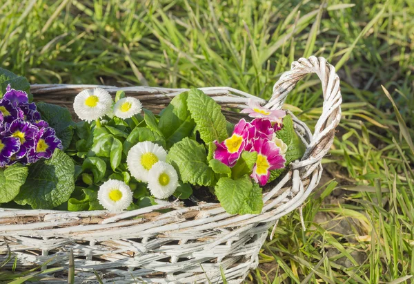 Flores, Prímulas, margaridas, em cesta trançada branca na grama, vista superior — Fotografia de Stock