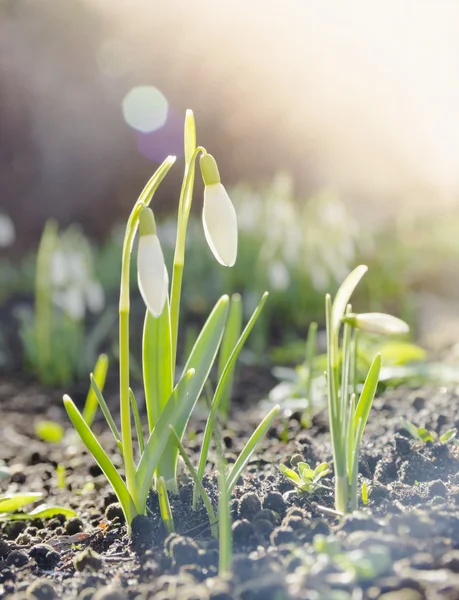 햇빛에서 snowdrops — 스톡 사진