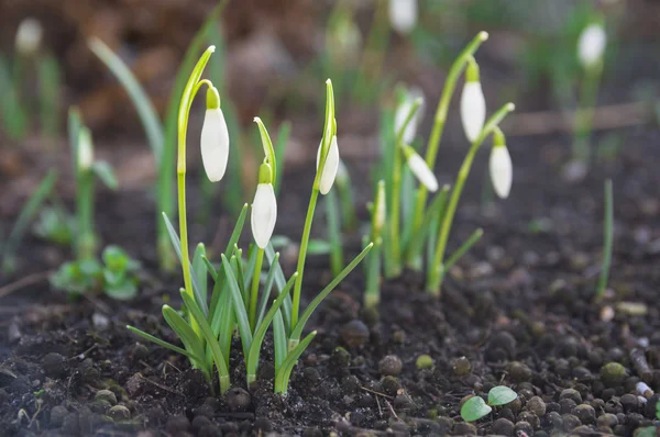 First wild spring snowdrops — Stock Photo, Image