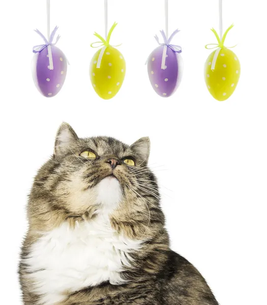 Fluffy cat and easter eggs, isolated — Stock Photo, Image