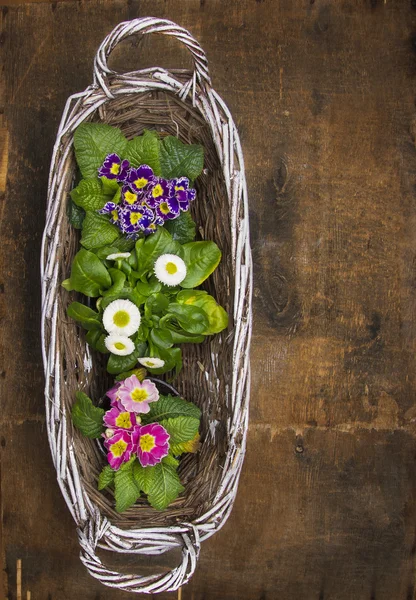 Cesta blanca con flores de primavera en macetas en la vieja mesa de madera, parte superior, ver —  Fotos de Stock