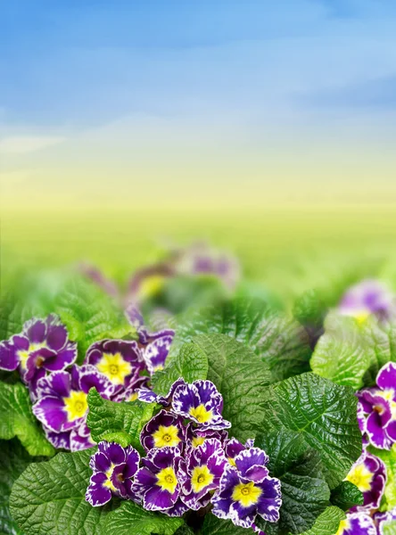 Floral Border with purple primrose, primula in garden — Stock Photo, Image