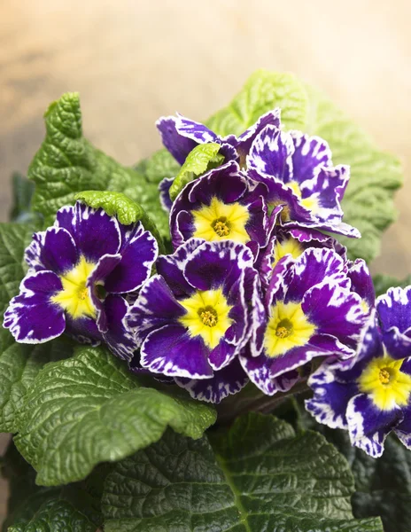 Dark primrose in sunlight — Stock Photo, Image