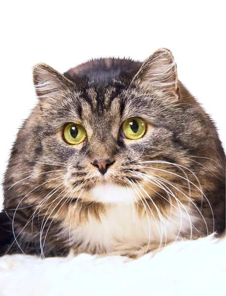 Grey furry Cat ,funny, isoolated — Stock Photo, Image