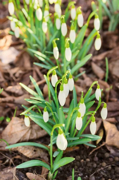 Primi fiori primaverili, bucaneve nella foresta, luce del sole — Foto Stock