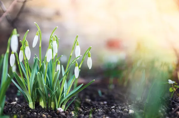 First spring flowers, snowdrops in garden, sunlight