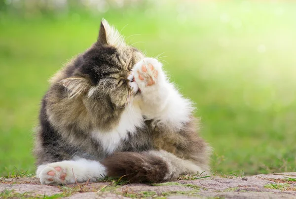 Graue pelzige Katze im Freien im grünen Garten im Sonnenlicht geputzt — Stockfoto