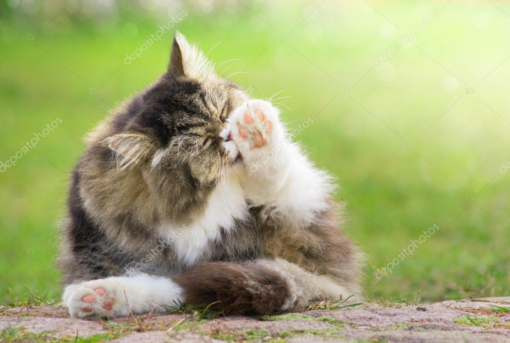 Gri tüylü kedi dışarıda güneş ışığı yeşil bir bahçe içinde temizlenmeli