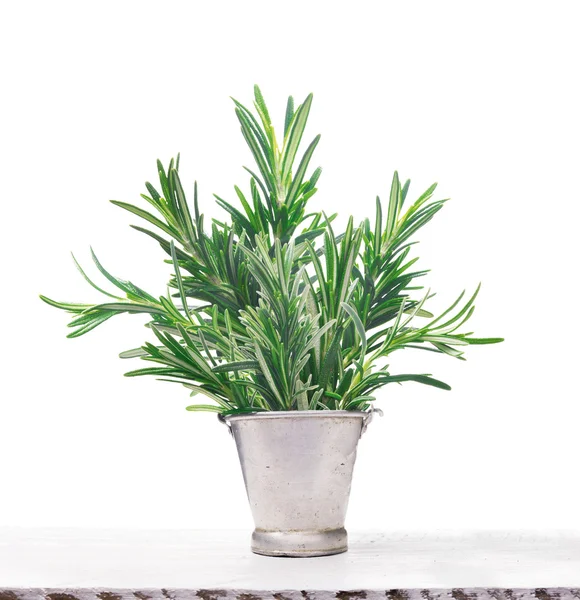 Green Rosemary in old metal bucket on white wooden table, isolated — Stock Photo, Image