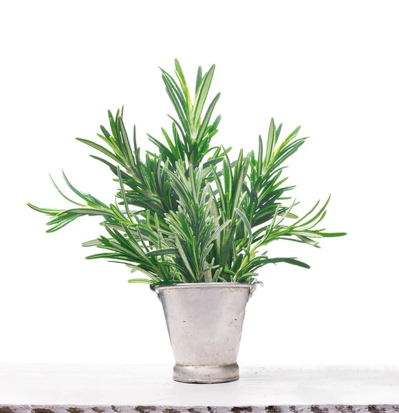 Groene rozemarijn in oude metalen emmer op witte houten tafel, geïsoleerd — Stockfoto