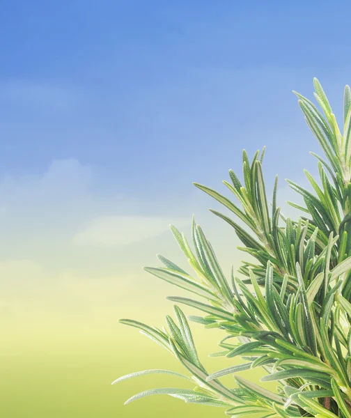 로즈마리 잔 가지 테두리에 푸른 하늘 가진 여름 배경 — 스톡 사진