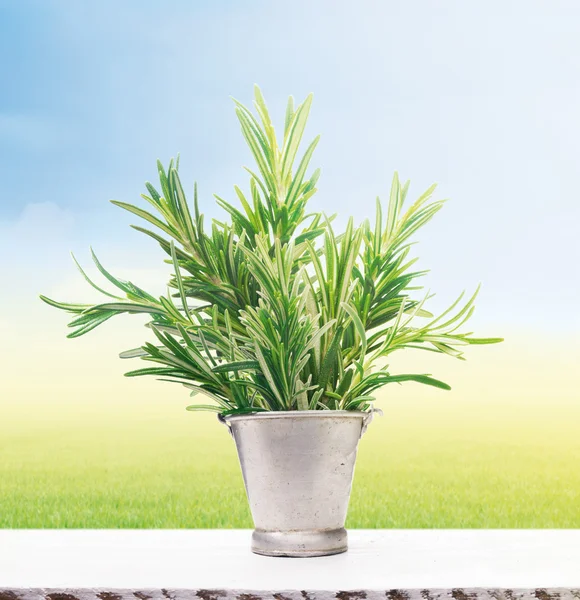 Rozemarijn in oude metalen emmer op witte vensterbank te midden van de zonnige tuin — Stockfoto