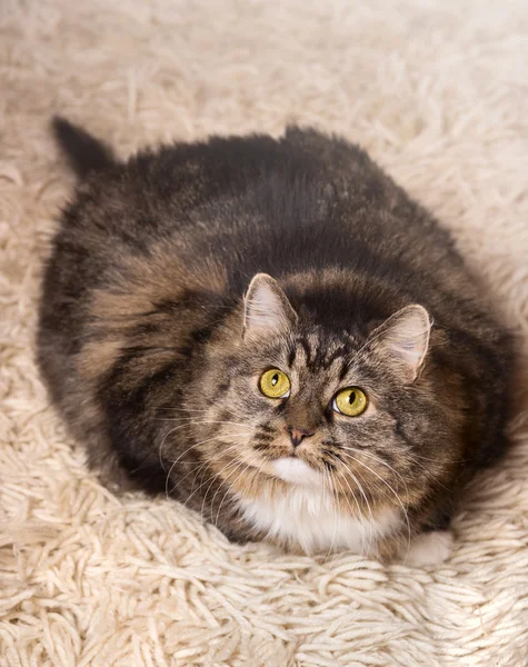 Cat, gray, fluffy, thick lies on light carpet