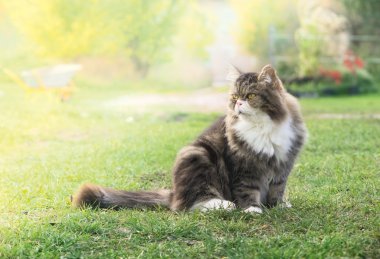 Güneş, çiçekler ve araçların arka bahçesinde kabarık kedi