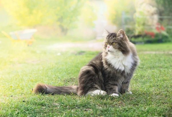 Fluffy cat in garden in sunshine, on background of flowers and cars