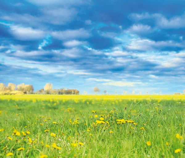 Frühling Natur Hintergrund mit Löwenzahn und blauem Himmel — Stockfoto