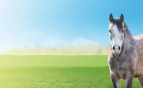 Caballo gris sobre el fondo verdes pastos de primavera, cielo azul, bandera — Foto de Stock