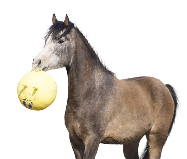 Young gray horse with big yellow Ball mouth, Retrieve, isolated — Stock Photo, Image
