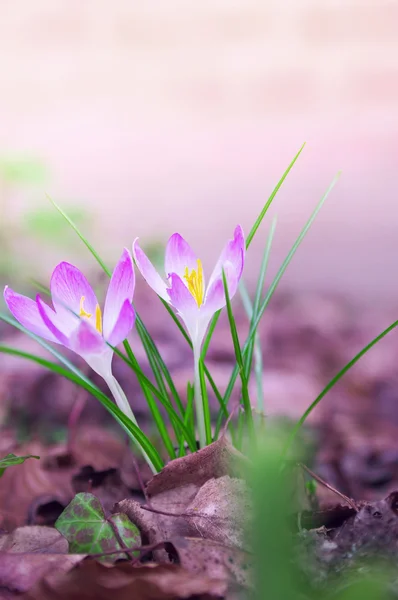 Lente krokus bloemen in het bos — Stockfoto