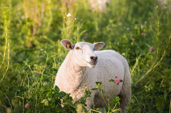 クローバーの花のフィールドに白い羊 — ストック写真