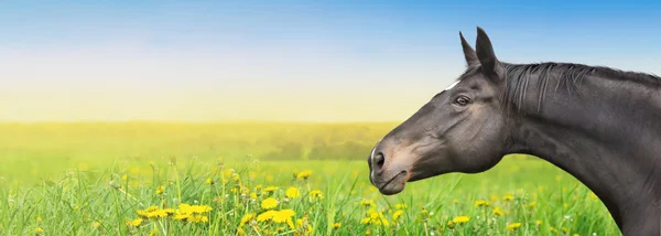Svart häst på sommaren bakgrund med maskros, banner — Stockfoto
